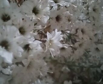 魔女の棲む森 ～Jazz ＆ botanical～ dried-botanical autumn swag