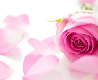 アトリエ ローズレーヌ