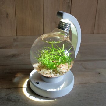 bulb terrarium ball whiteの画像