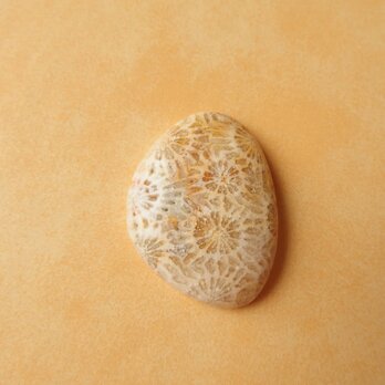 フォッシル・コーラル　貝の歌　29ｍｍ/ 化石珊瑚・ルースの画像