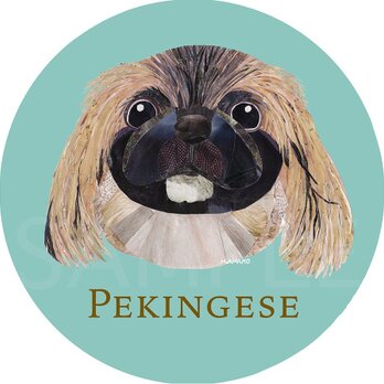 ペキニーズ／フォーン2《犬種名ステッカー/小型犬》の画像