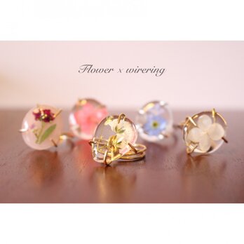 水たまりお花リング（かすみ草）