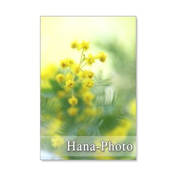1222)　ミモザのアップ　1     ポストカード5枚組　の画像