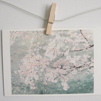 川の上に咲く桜 / postcard　2枚組の画像