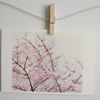 川の上に咲く桜 / postcard 2枚組の画像