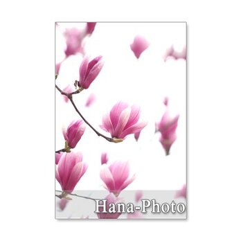 1229)　春の木の花（木蓮、桜、ロドレイヤ）     ポストカード5枚組の画像