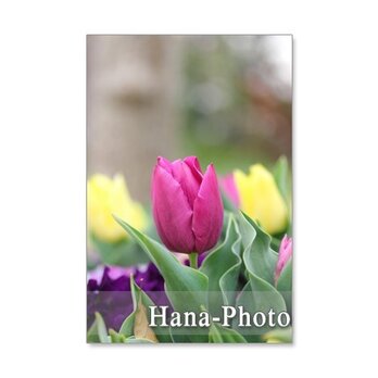 1230)　キュートな春の花たち     ポストカード5枚組　　の画像