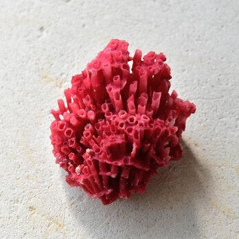 レッドコーラル（赤珊瑚）ベトナム産　5g　化石の画像