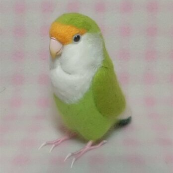 リアルサイズ♪ コザクラインコ ブルーチェリー系　羊毛フェルト　受注作成　羊毛インコ　メモリアル　リアル　うちの子オーダー可能の画像