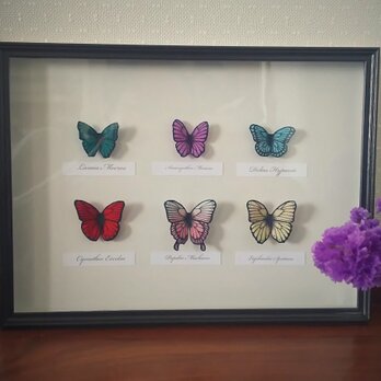 蝶の標本 (ミニ６種類)の画像