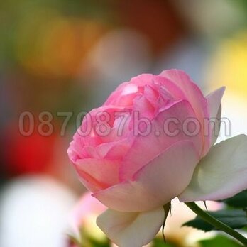 ★送料無料★ピンクのお花の写真「愛」の画像