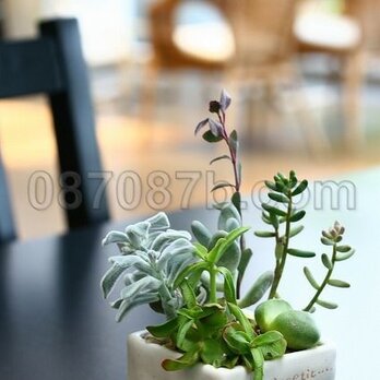 ★送料無料★緑の植物の写真「癒し空間」の画像
