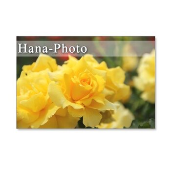 1243)　鮮やかな黄色系とピンク系のバラ     ポストカード5枚組　の画像