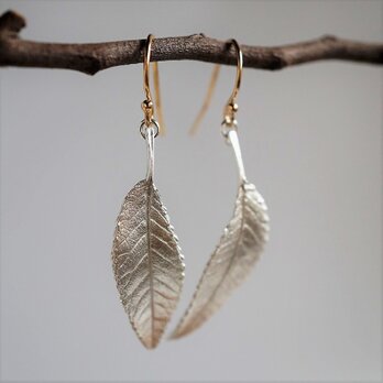 Elm leaf earrings {EP054SV}の画像