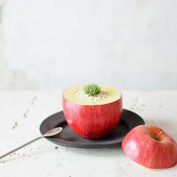 sliced　apple pot　(realistic paint）ハオルチア・テネラの画像
