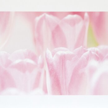 和紙でつづる花模様　ピンクのビタミン　チューリップ（額無し）の画像