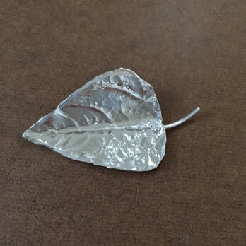 Silver leaf pinの画像