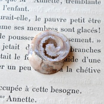 フォッシルシェル　 らせん　35.6cts./ ルース・貝化石