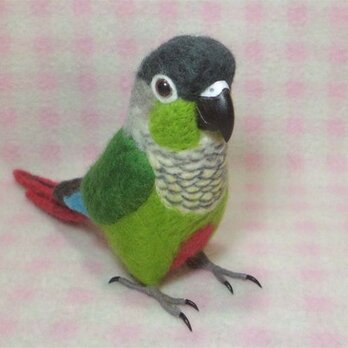 ほぼライフサイズ　ホオミドリアカオウロコインコ Green-cheeked Parakeet 羊毛インコ 受注作成の画像