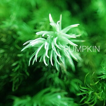 たゆたう詩　　PH-A4-02     写真　屋久島　太古の森　苔　緑　森　水滴　　の画像