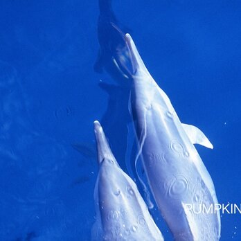 海原をいく　　PH-A4-05    写真　ドルフィン　オーストラリア  イルカの画像