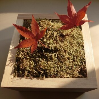 プリ盆 「苔×紅葉 」 プリザーブドフラワー 紅葉 苔 モスの画像