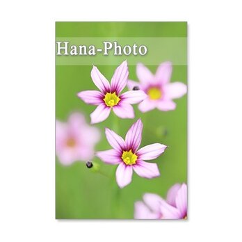 1245) 小さな野の花たち　     ポストカード5枚組　の画像