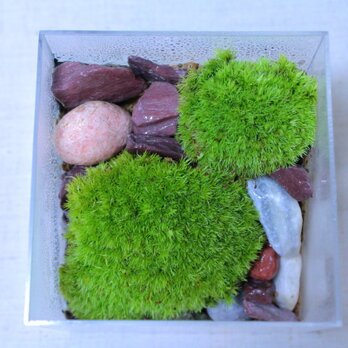苔のテラリウム【コケリウム】山苔と自然石のキュービックルームの画像