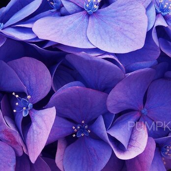 紫炎  　PH-A4-040    紫　赤紫　夕暮れ　思慕の花　の画像