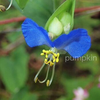 　つぶやき-Ⅱ   PH-A4-041   海岸の花　雌しべ　青紫　小さな花　の画像