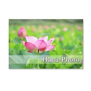 1249) 美しいハスの花.     ポストカード5枚組の画像