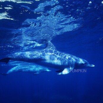 まどろみ　PH-A4-057　　御蔵島　イルカ　ドルフィン　碧い海　コバルトブルー　水面の画像