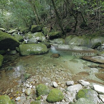 西部林道の渓流　　PH-A4-059　　屋久島　世界遺産　西部林道　渓谷　流れ　清流　渓流の画像