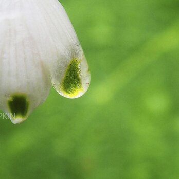 スノーフレークのしずく-No2　　PH-A4-061　　スノーフレーク　白い花   雫　雨　水滴　雨粒　小雨　光　水の玉の画像