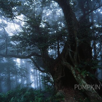 霧の森-No1　　PH-A4-065   御蔵島　スダジイ　椎の木　森　雨　霧　　の画像