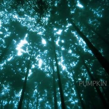 霧の森-No3　　PH-A4-067   御蔵島　スダジイ　椎の木　森　雨　霧　杉　　の画像