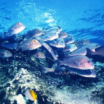 サンゴ礁の憩い　　PH-A4-070　　グレートバリアリーフ　魚の群れ　憩い　碧い海　蒼　水面　光　透明　陽の光　の画像