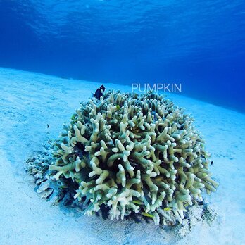 白砂のサンゴ　　PH-A4-072　　沖縄　慶良間諸島　水中　サンゴ礁　透明　白砂の画像