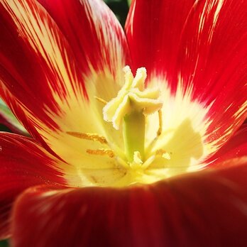 バレリーナ　　PH-A4-074　　　チューリップ   花　赤い花　春　陽光　晴天　花の芯の画像
