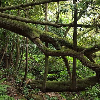 森の芽吹き　　PH-A4-075　　　御蔵島　南郷の森　倒木　倒木から芽　芽吹き　新芽の画像