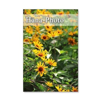 1253) 緑と仲良しの花たち ポストカード5枚組の画像
