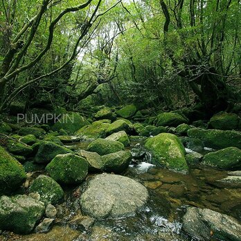 白谷の渓流 　PH-A4-083   屋久島　白谷雲水峡　渓流　清流　世界遺産の画像