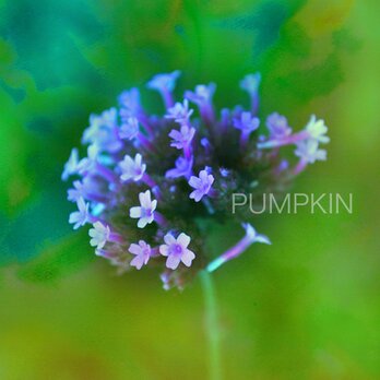 うれい　PR-A4-032      写真画 　イラスト　花　雨上がり　紫　パープルの画像
