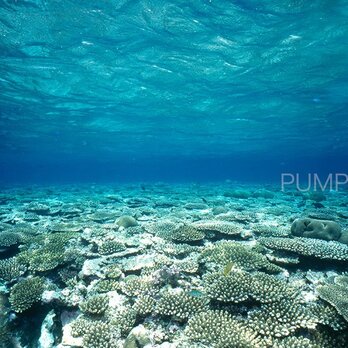 サンゴ礁-Ⅰ　PH-A4-089 　沖縄　石垣島　サンゴ礁の画像