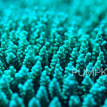 珊瑚のポリプ　PH-A4-090 　沖縄　石垣島　サンゴ礁の画像