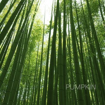 竹林の小径-Ⅳ PH-A4-096 写真　A4 鎌倉　竹寺　竹林　静寂　雅の画像