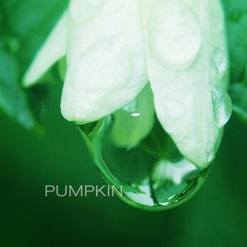 しずく-No5　　PH-A4-0103　　写真　雫　雨　水滴　雨粒　小雨　光　水の玉の画像