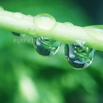 しずく-No4　　PH-A4-0102　　写真　雫　雨　水滴　雨粒　小雨　光　水の玉　あじさいの画像