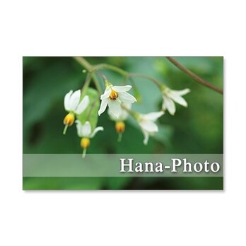 1259)　行き止まりに咲いていた花たち　　　  5枚組ポストカード　の画像