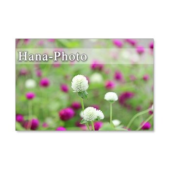 1260)　可愛い庭の花たち　　　 5枚組ポストカード　　の画像